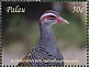 Buff-banded Rail Hypotaenidia philippensis