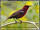 Micronesian Myzomela Myzomela rubratra  2018 Beautiful birds Sheet