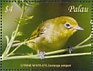 Citrine White-eye Zosterops semperi