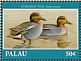 Eurasian Teal Anas crecca  2018 Pacific Waterfowl Sheet