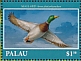 Mallard Anas platyrhynchos  2018 Pacific Waterfowl Sheet