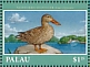 Northern Shoveler Spatula clypeata  2018 Pacific Waterfowl Sheet