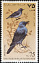 Blue Rock Thrush Monticola solitarius  1997 Birds 