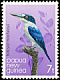 Forest Kingfisher Todiramphus macleayii