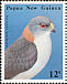 New Britain Sparrowhawk Accipiter brachyurus  1985 Birds of prey 