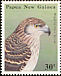 Doria's Goshawk Megatriorchis doriae