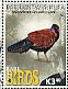 Pheasant Pigeon Otidiphaps nobilis