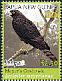 Meyer's Goshawk Accipiter meyerianus  2018 Rare birds, Birdpex 