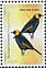 MacGregor's Honeyeater Macgregoria pulchra  2023 Birds of Paradise Sheet