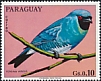 Swallow Tanager Tersina viridis
