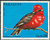Scarlet Flycatcher Pyrocephalus rubinus  1973 Birds 