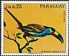 Plate-billed Mountain Toucan Andigena laminirostris  1973 Birds 