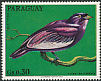 Pompadour Cotinga Xipholena punicea  1973 Birds 