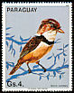 Collared Puffbird Bucco capensis  1983 South American birds 