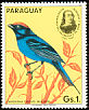 Blue Manakin Chiroxiphia caudata  1985 Audubon 
