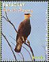 Crested Caracara Caracara plancus