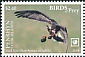 Snail Kite Rostrhamus sociabilis