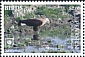 Pallas's Fish Eagle Haliaeetus leucoryphus  2018 Birds of prey White frames