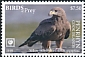 Yellow-billed Kite Milvus aegyptius  2018 Birds of prey White frames