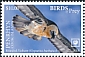 Bearded Vulture Gypaetus barbatus