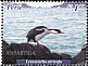 Imperial Shag Leucocarbo atriceps  2004 Antarctic fauna 