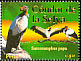 King Vulture Sarcoramphus papa  2007 Birds 