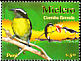 Bananaquit Coereba flaveola  2007 Birds 