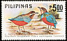 Whiskered Pitta Erythropitta kochi  1979 Birds 