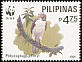 Philippine Eagle Pithecophaga jefferyi