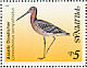 Asian Dowitcher Limnodromus semipalmatus