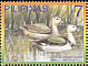 Cotton Pygmy Goose Nettapus coromandelianus  2007 Ducks 