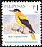 Black-naped Oriole Oriolus chinensis