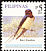 Barn Swallow Hirundo rustica  2007 Birds 