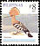 Eurasian Hoopoe Upupa epops  2007 Birds 