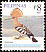 Eurasian Hoopoe Upupa epops