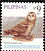 Short-eared Owl Asio flammeus