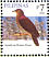 Amethyst Brown Dove Phapitreron amethystinus  2008 Taipei 2008 Sheet