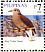 Red Collared Dove Streptopelia tranquebarica  2008 Taipei 2008 Sheet
