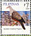 Spotted Imperial Pigeon  Ducula carola