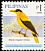 Black-naped Oriole Oriolus chinensis