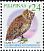 Luzon Scops Owl Otus longicornis  2010 Birds 