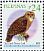 Spotted Wood Owl Strix seloputo  2010 Birds 
