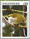 Warbling White-eye Zosterops japonicus  2019 Birds Sheet