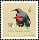 Wallcreeper Tichodroma muraria  1960 Birds 