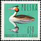 Great Crested Grebe Podiceps cristatus  1964 Birds 