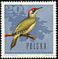 European Green Woodpecker Picus viridis