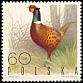 Common Pheasant Phasianus colchicus  1970 Game birds 