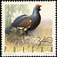 Black Grouse Lyrurus tetrix