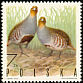 Grey Partridge Perdix perdix