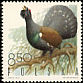 Western Capercaillie Tetrao urogallus  1970 Game birds 